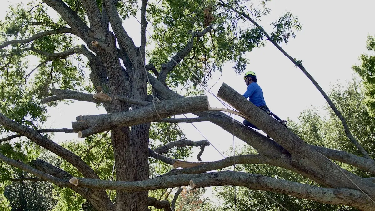 Professional Crown Thinning performed by certified arborists in Hollytree