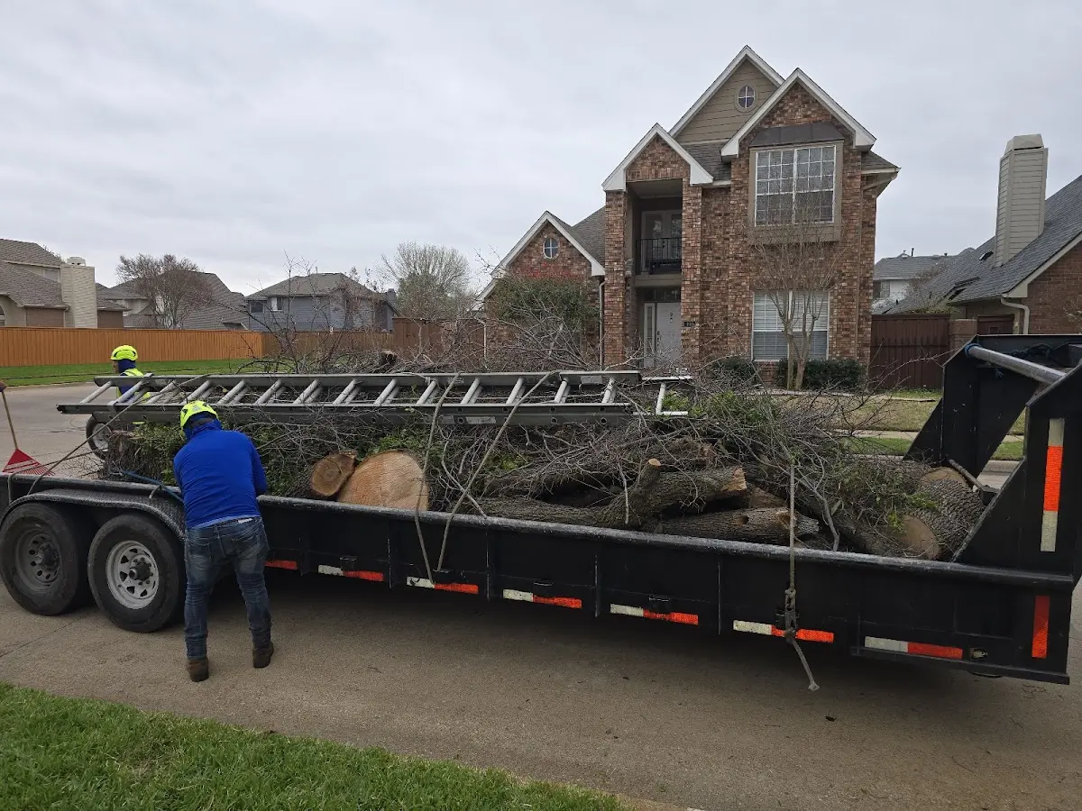 Expert Tree Removal with proper safety equipment in Hollytree